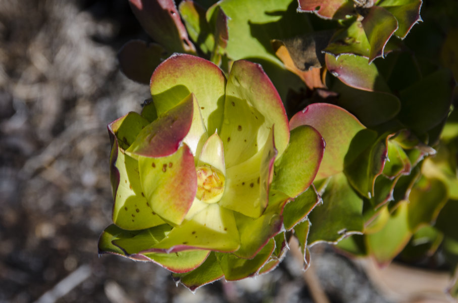 Fynbos - parque nacional Table Mountain - Sudáfrica 4